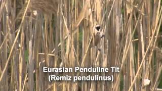 Birds of Poland  Flycatchers Shrikes amp Tits [upl. by Erving638]