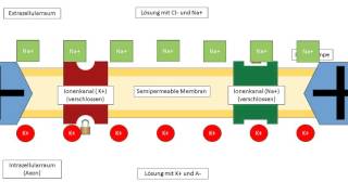 Wie entsteht das Aktionspotential [upl. by Elfstan]