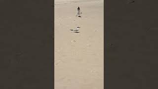 GullBilled Tern nature gulfcoast birds shorebirds [upl. by Othello879]