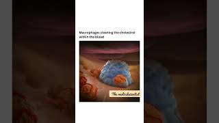 how macrophage works 🔥😎🔥 biology macrophages cells shortsyoutube [upl. by Lanahtan]