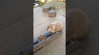 Tiny Twin Baby Capybaras Pumpkin amp Swede baby animals Drusillas Park [upl. by Leland444]