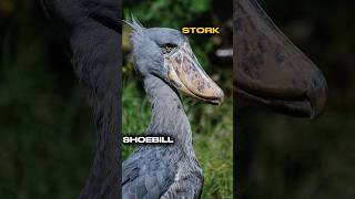 shoebill stork  shoebill stork vs crocodile facts shorts [upl. by Nivlak]