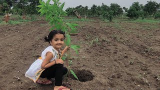 SONPARI MANGO PLANTATION mangoplantation [upl. by Proulx]