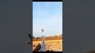 OMG my aim is very bad I missed out this easy shot youtubeshorts duckhunt goosehunting [upl. by Humble897]