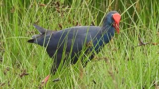 Western Swamphen  Lagoa dos salgados Algarve Portugal 111024 birdingnorthdevon [upl. by Shanda]