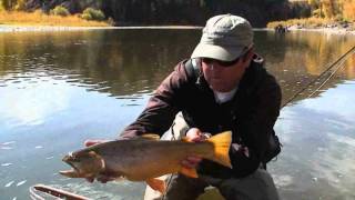 Dry Fly Fishing Colorado Cutthroat Rainbow and Brown Trout Yampa River October Part 3 [upl. by Lubow]