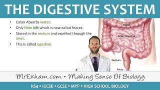 The Digestive System  GCSE Biology 91 [upl. by Oironoh]