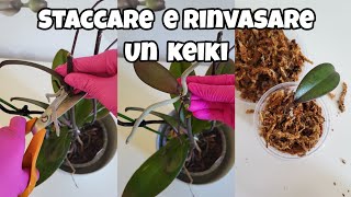 Come staccare e rinvasare un keiki keiki rinvaso orchidea [upl. by Island]