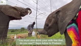 The Moment Baby Elephants Phabeni amp Khanyisa Touch Trunks 🩷 [upl. by Lawrence646]