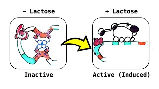 Lactose Lac Operon an inducible operon deepdive video [upl. by Bordiuk25]