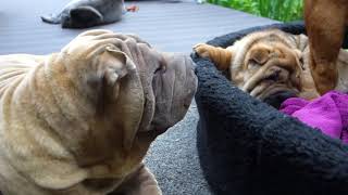 sharpei puppies playing with a piece of rag [upl. by Nirre]