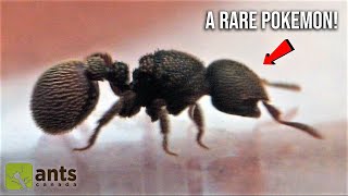 I CAUGHT SOME NEW QUEEN ANTS 1 of them is SUPER RARE [upl. by Reifel]