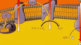 Oxidative Phosphorylation [upl. by Ginni]