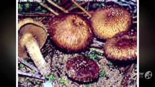 Inocybe heimii  fungi kingdom [upl. by Marisa]