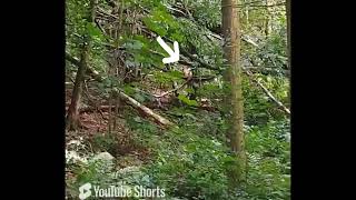 large wild Deer seen in Haigh Hall Wigan UK wild nature countryside outdoors j24 [upl. by Aradnahc]