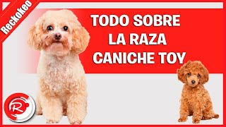 Todo sobre la raza caniche toy [upl. by Astiram]