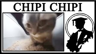 You Cannot Escape The Chipi Chipi Chapa Chapa Cat [upl. by Enirahtak430]