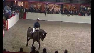 ♥ Qlipper du Banco stallion SF [upl. by Heins829]