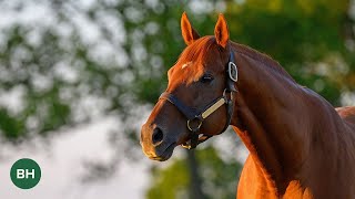 Beyond the Headlines Gun Runner [upl. by Ecnirp406]