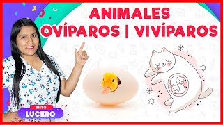 Animales Ovíparos y Vivíparos  Clasificación de los Animales  Miss Lucero [upl. by Stimson]