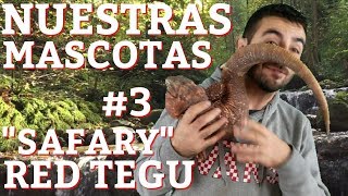 Nuestras Mascotas 3 SAFARY ❤️🦎 Tupinambis Rufescens Red Tegu [upl. by Apilef]