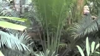 Cycas revoluta Sago Palm [upl. by Lytton496]