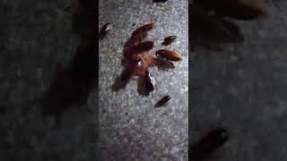 Cockroaches eat meat [upl. by Wendelin]