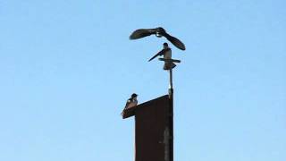 Tree Swallow Early Season Box Claiming Behavior [upl. by Cooke]