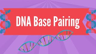 DNA Base Pairing [upl. by Htyderem]