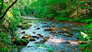 Naturgeräusche  Natur Meditation  Urwaldgeräusche [upl. by Arley]