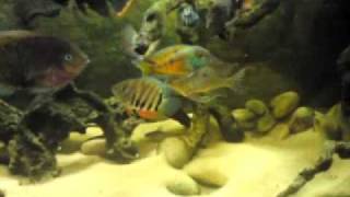 My southcentral american cichlids [upl. by Quinton65]