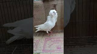 White kanniyasthri pigeon  Jacobin pigeon ❤️💜 [upl. by Gnoz]