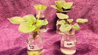 African Violet Transfer To Water Culture  Update 1 [upl. by Glynias]