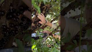 Picking jaboticaba’s fruitaustraliafarmingshortsexplorepickingfamilyvlogdayinthelifeday [upl. by Neleh]