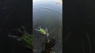 Will you trust this lunker hunt pocket frog  bass fishinglife bassfishing bassfishinglife [upl. by Lambrecht]