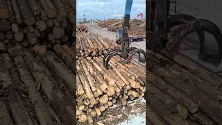 self Discharging cargo timberlogs wismar germany shorts [upl. by Ativet]