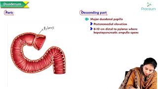 10 Duodenum Anatomy  MBBS Lecture [upl. by Rednasxela]