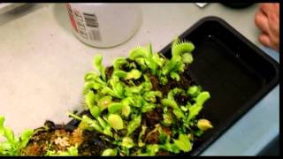 Venus Flytrap Feeding [upl. by Lusar]