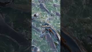 The Goonch Catfish – A River Monster [upl. by Drofnats]