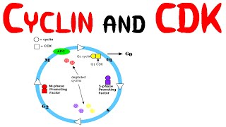 Cyclin and CDK [upl. by Tonnie]