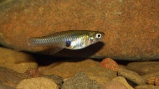 Why Mosquito fish is so Important Gambusia affinis [upl. by Wenn]