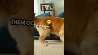 Why Dogs Go Crazy for Peanut Butter dog dogfacts doglover dogfood facts shorts [upl. by Grigson]