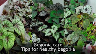 Begonia plant Care  Tips for Healthy growth  Malayalam [upl. by Baudin]