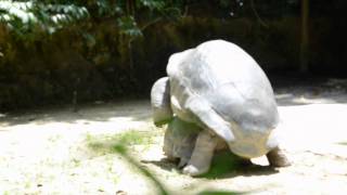 REPRODUCTION DE TORTUES GEANTES [upl. by Kennedy]