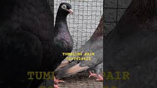 TUMBLING PAIR FOR SALE viralvideo youtubeshorts hyderabad india viralshorts pigeon pets [upl. by Leahci]