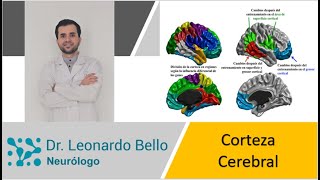 Corteza cerebral anatomía y función de forma fácil y rapido [upl. by Eleph]