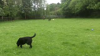 Shepherds Moo amp Tinkerbelle with Josie Lab amp Nala Retriever DogtrainersUK [upl. by Malynda]