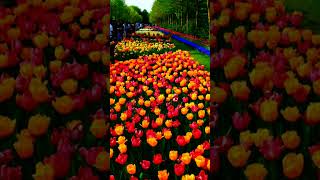 KEUKENHOF NETHERLANDS [upl. by Rudie]