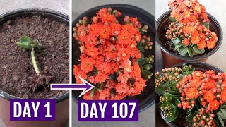 See How to Grow amp Care for Kalanchoe Plant Perfectly [upl. by Mahtal]