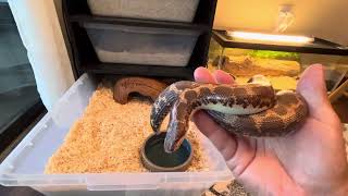 Kenyan sand boa collectionmy big breeder size normal female 6 [upl. by Celeski]